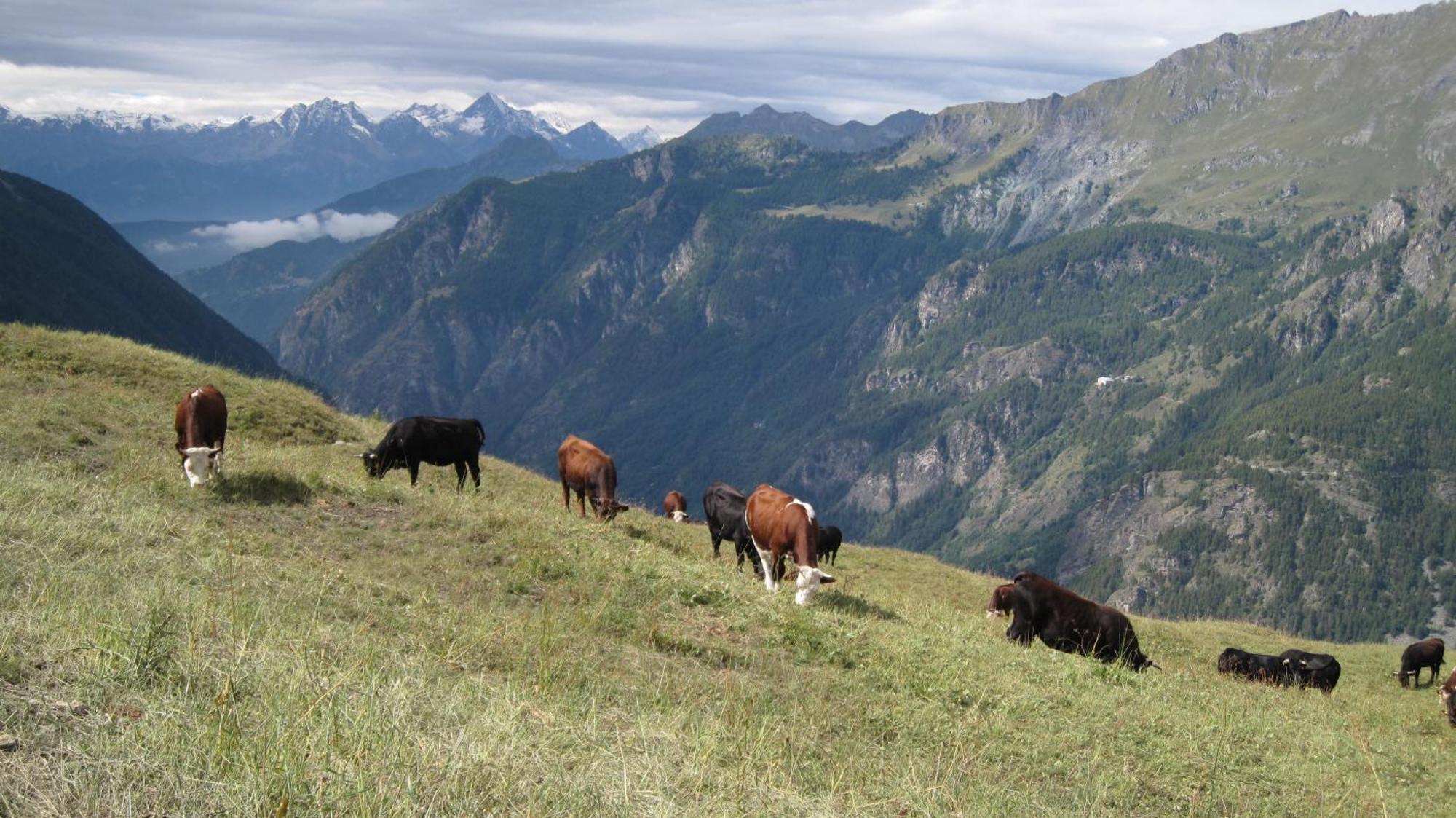 Hotel Meublè Meridiana Valtournenche Bagian luar foto